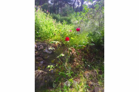 Продажа виллы  в Адаларе, Стамбуле, Турция 5+1, 250м2, №176216 – фото 17