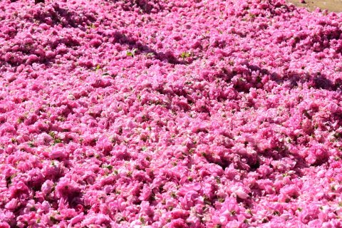 Продажа коммерческой недвижимости  в Ыспарте, Турция, 1300м2, №192880 – фото 2