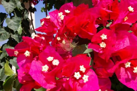 Продажа виллы  в Гирне, Северный Кипр 4+1, 190м2, №187900 – фото 24