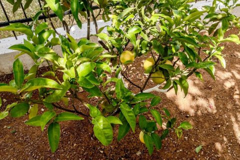 Villa  i Antalya, Tyrkiet Nr. 188690 - 4