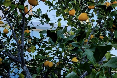 4+1 Villa in Serik, Antalya, Türkei Nr. 185186 - 19